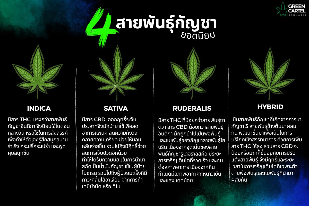 4 สายพันธุ์ กัญชายอดนิยม